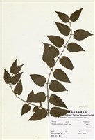 藏品(毛茉莉)的圖片